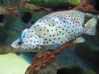 Click to see big picture (2048x1536 pixels; 692 KB)