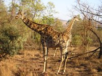 Click to see big picture (2048x1536 pixels; 661 KB)