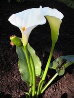 Click to see big picture (1536x2048 pixels; 577 KB)