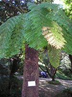 Click to see big picture (1536x2048 pixels; 732 KB)