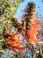 Click to see big picture (1536x2048 pixels; 658 KB)