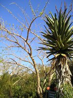 Click to see big picture (1536x2048 pixels; 701 KB)