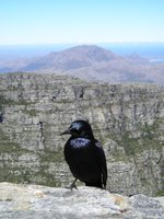 Click to see big picture (1536x2048 pixels; 605 KB)