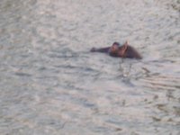 Click to see big picture (2048x1536 pixels; 459 KB)